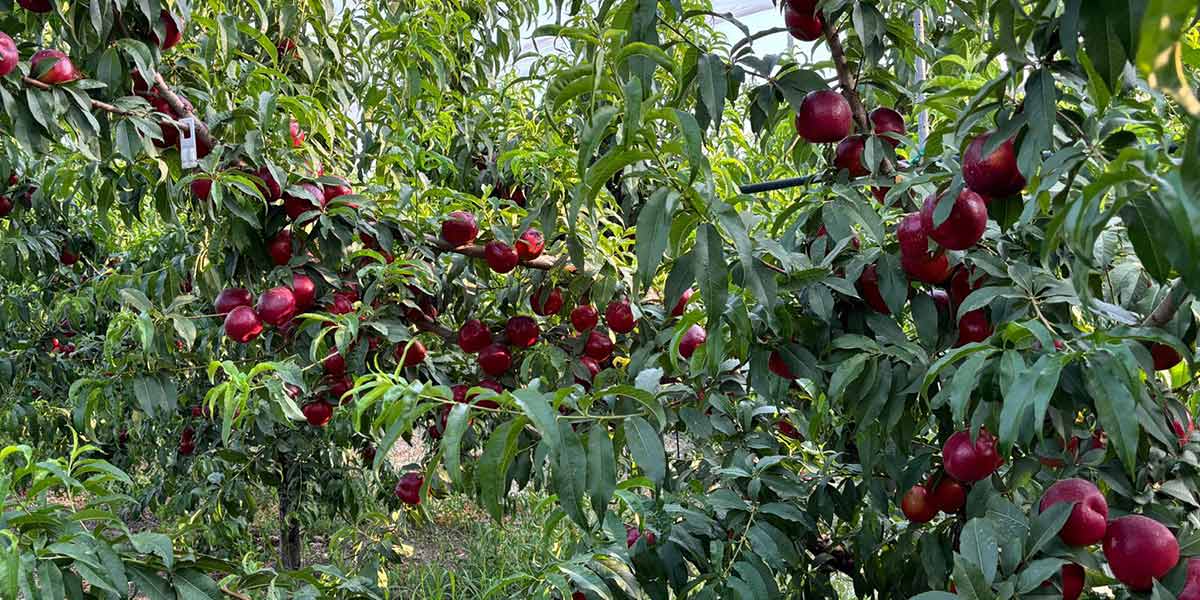 Apofruit: drupacee in ripresa, è tempo di cogliere nuove opportunità